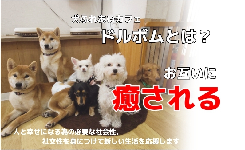 犬ふれあいカフェdolbom